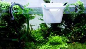 Ako často potrebujete zmeniť vodu v akváriu